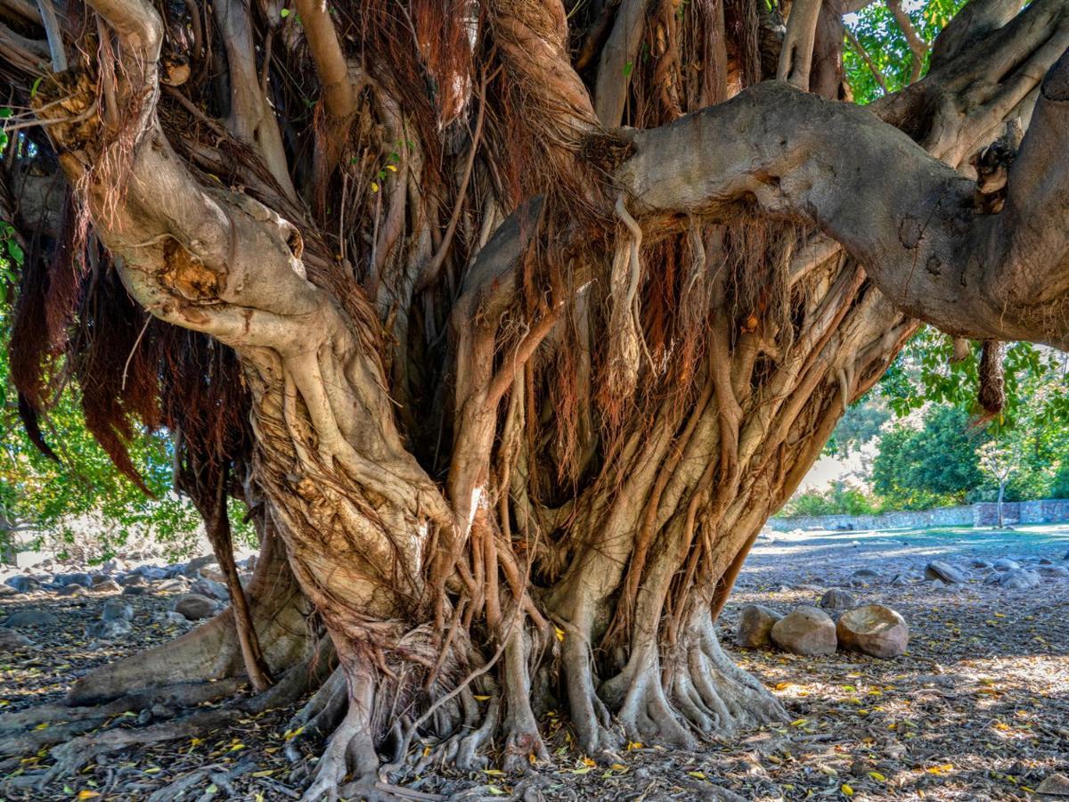 Welbedacht Game & Nature Reserve تولباغ المظهر الخارجي الصورة
