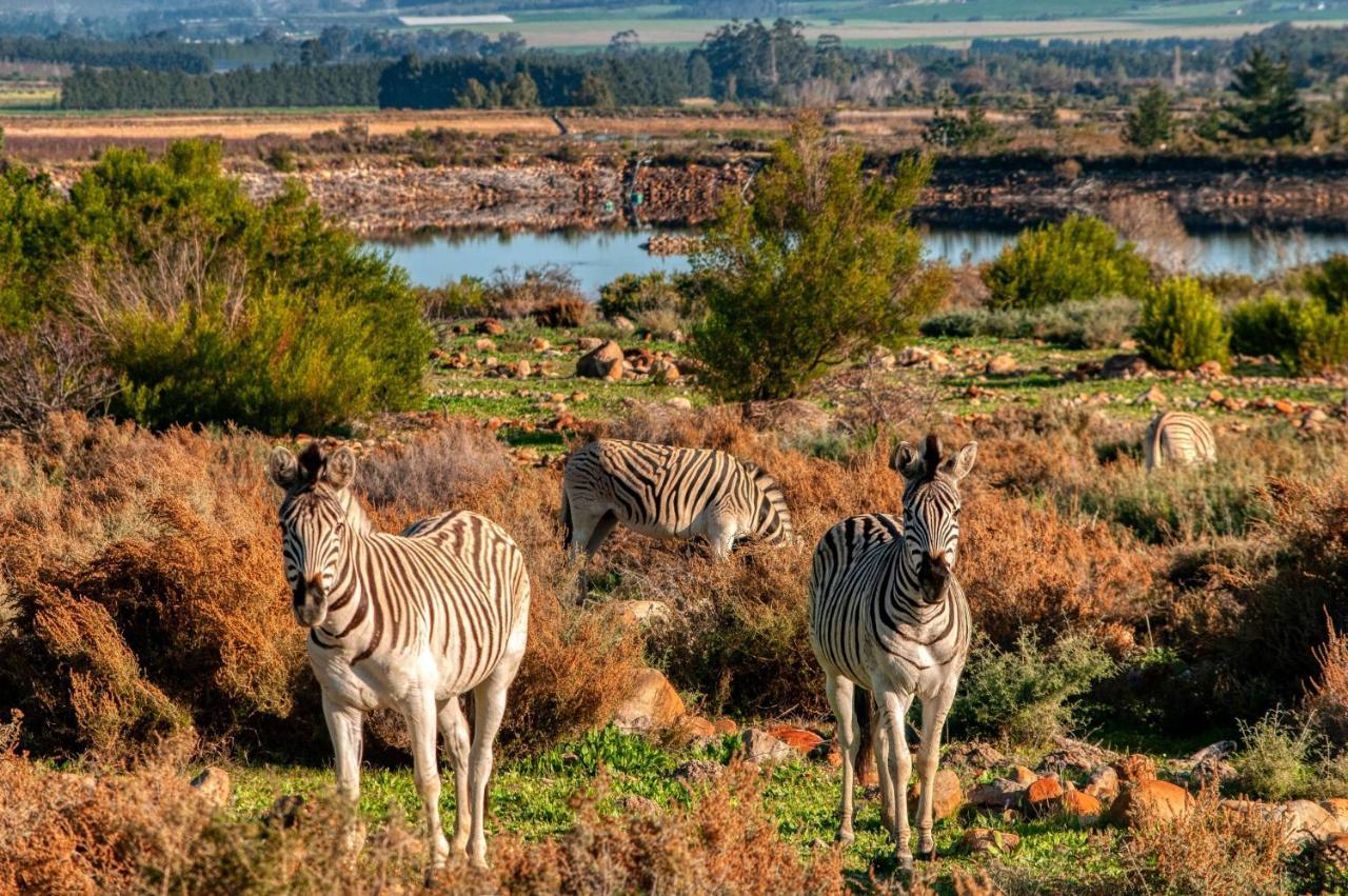 Welbedacht Game & Nature Reserve تولباغ المظهر الخارجي الصورة